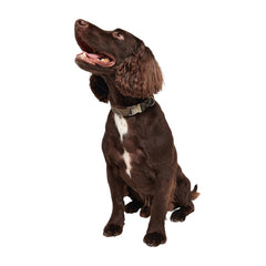 BARBOUR REFLECTIVE TARTAN DOG COLLAR