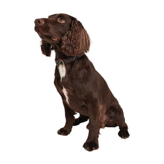 BARBOUR TARTAN / WEBBING DOG COLLAR