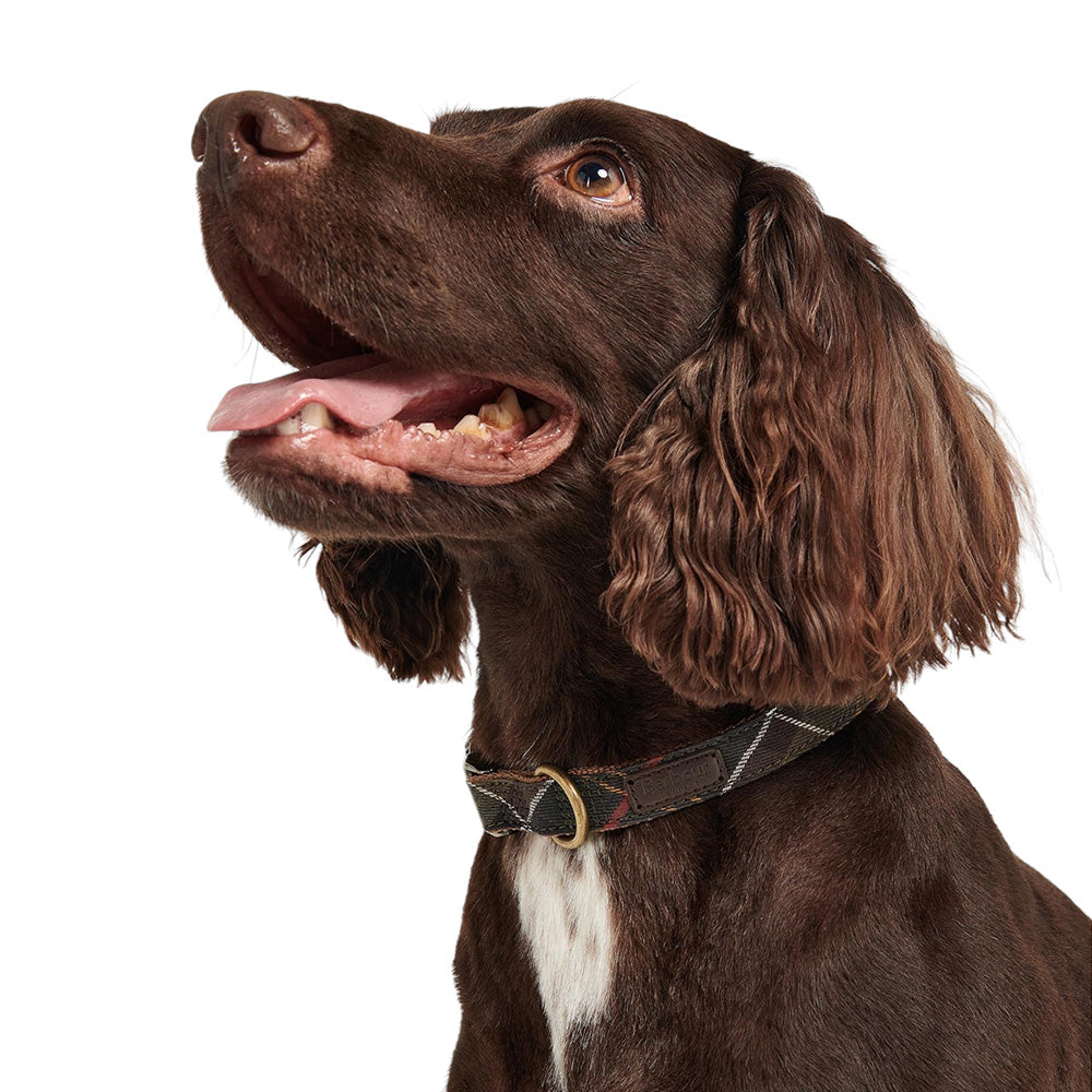 BARBOUR TARTAN / WEBBING DOG COLLAR